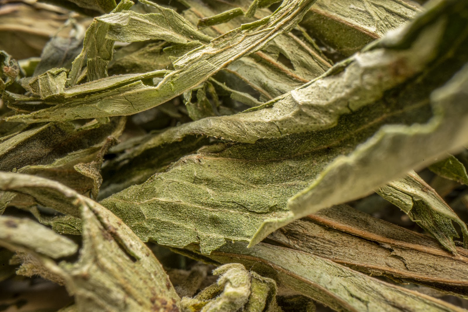 Stevia Hojas