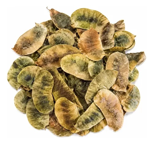 Acacia De La India