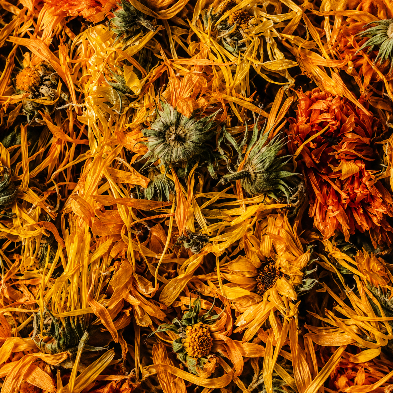Flor De Calendula